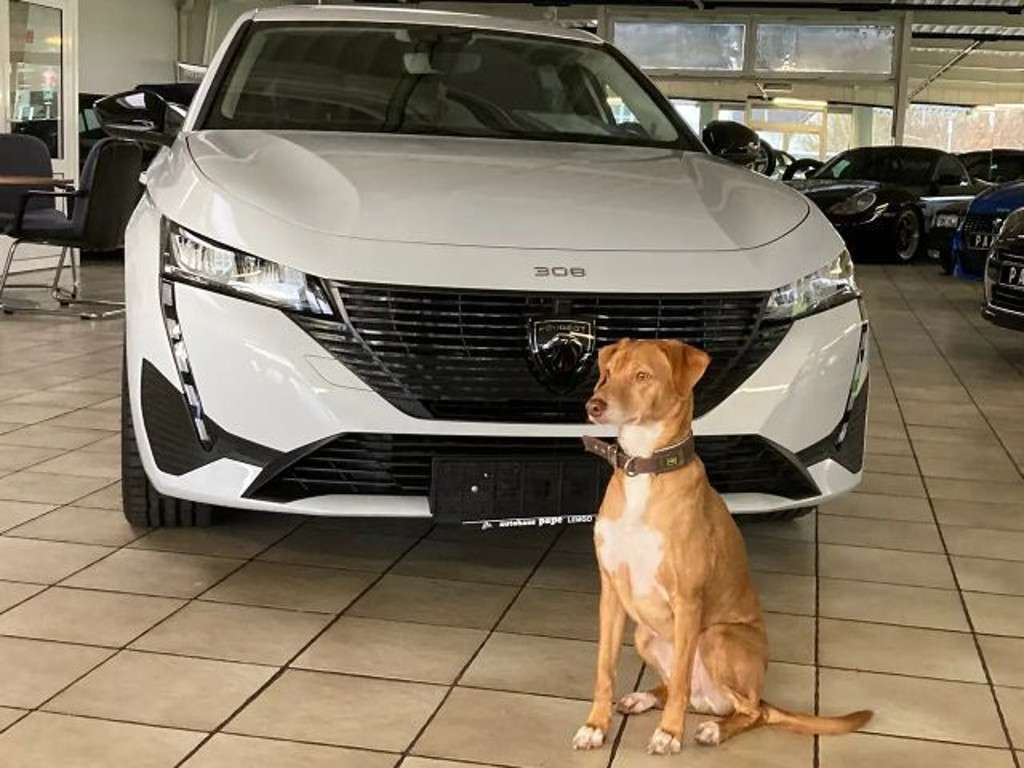 Peugeot 308 2024 Diesel